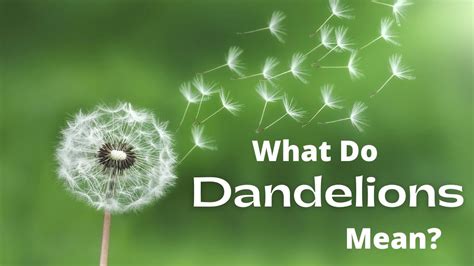 dandelion meaning slang